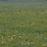 Koppel mit Wildblumen